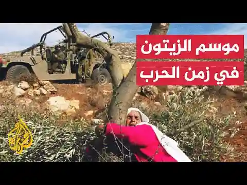مزارعو غزة يشتكون قلة محصول الزيتون بسبب الحرب